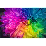 Dekorativa lösningar